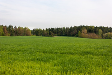 Ð’ÐµÑÐµÐ½Ð½Ð¸Ð¹ Ð¿ÐµÐ¹Ð·Ð°Ð¶ - Ð¿Ð¾Ð»Ðµ Ñ Ð·ÐµÐ»Ñ‘Ð½Ñ‹Ð¼Ð¸ Ð²ÑÑ…Ð¾Ð´Ð°Ð¼Ð¸, Ð¾Ð¿ÑƒÑˆÐºÐ° Ð»ÐµÑÐ° Ñ ÑÑ€ÐºÐ¸Ð¼Ð¸ Ð·ÐµÐ»Ñ‘Ð½Ñ‹Ð¼Ð¸ Ð´ÐµÑ€ÐµÐ²ÑŒÑÐ¼Ð¸ Ð¸ ÑÐ²ÐµÑ‚Ð»Ð¾ Ð³Ð¾Ð»ÑƒÐ±Ð¾Ðµ Ð½ÐµÐ±Ð¾.