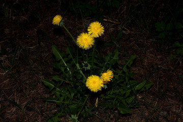 Spring field flowers of yellow dandelion on a dark background.