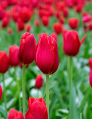 beautiful red Tulip flowers in spring garden.