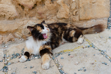 beautiful tricolor cat on the street
