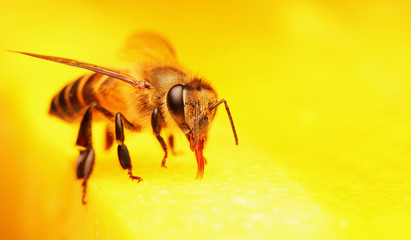 Bee finds food in the flower garden.