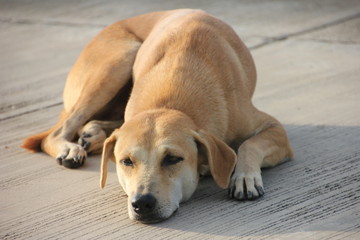 dog