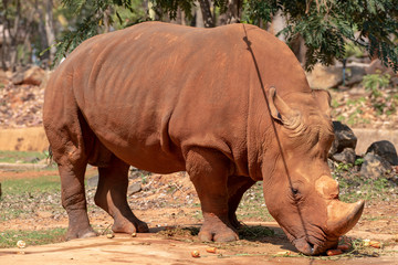 Naklejka premium White rhinoceros is eating food.
