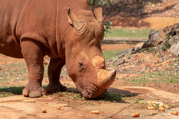 Obraz premium White rhinoceros is eating food.