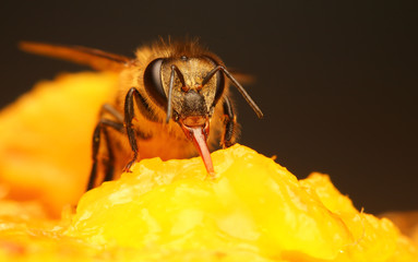 Bee finds food in the flower garden.