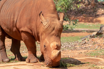 Obraz premium White rhinoceros is eating food.