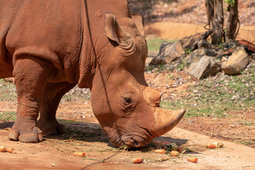 Fototapeta premium White rhinoceros is eating food.
