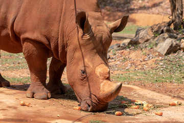 Fototapeta premium White rhinoceros is eating food.