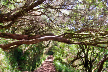 The magnificent inland of the island of Madeira: Mystic forest, rainy path, hiking trail inside the mountain rain forest looks like jungle. Caldeirao Verde, Madeira, Portugal, Europe.