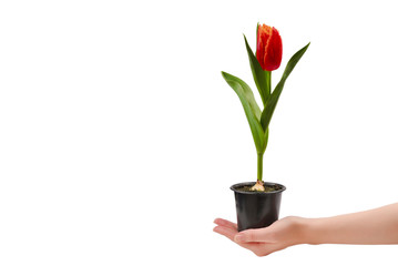 Tulip in a pot in woman hands isolated on white.