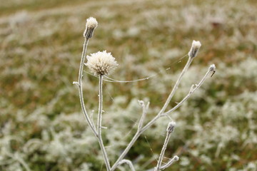 Flowers, twings, fence with spider webs covered in frost.