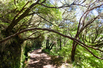 The magnificent inland of the island of Madeira: Mystic forest, rainy path, hiking trail inside the mountain rain forest looks like jungle. Caldeirao Verde, Madeira, Portugal, Europe.