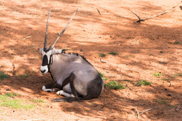 Picture gemsbok Standing Against on ground Reddish brown