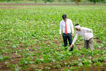 agronomist with farmer at cotton field