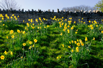 UK, England, Dorset, Swanage daffodils