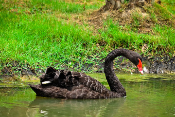 Black Swan is swimming