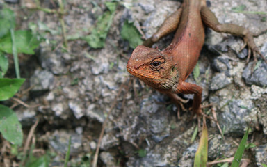 lizard on rock