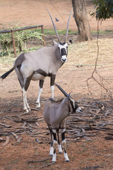 Picture gemsbok Standing Against on ground Reddish brown