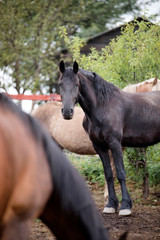 horse in herd - 1