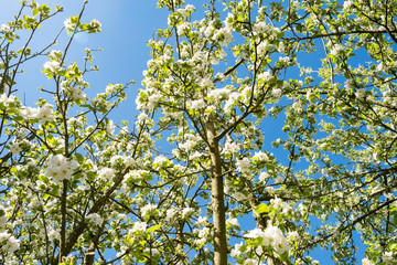 Fototapeta premium apple orchard in bloom in spring under the sun and blue sky