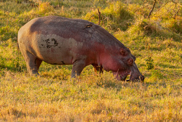 Hippopotamus Hippopotamus amphibius hippo mouth open grazing muddy grass Lake Nakuru National Park Kenya East Africa