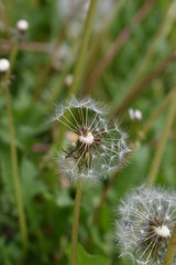 white dandelion fluff