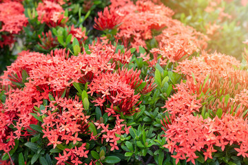 Red Ixora flower with lighting of sunshine in the garden on blur nature background.