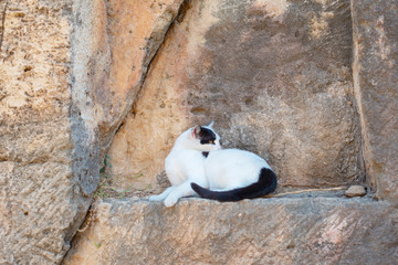 black and white cat outdoor