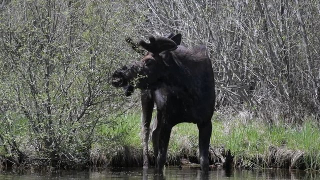 A Large Bull Moose Feeding near a Lake in Colorado