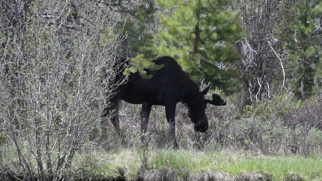 A Large Bull Moose Feeding near a Lake in Colorado