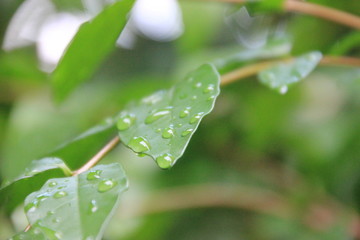 water drops on leaf