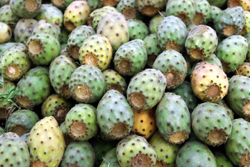 the beauty of moroccan prickly pears