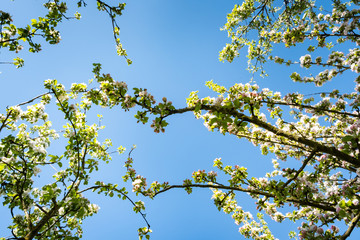 apple orchard in bloom in spring under the sun and blue sky