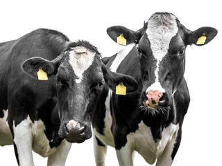 Two cows on a white background