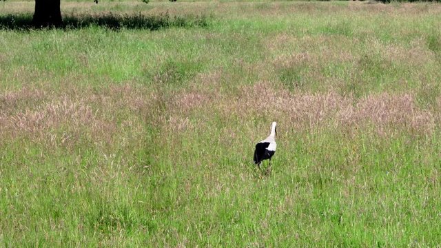 Ein Wei&szlig;storch auf einer Wiese im Spreewald