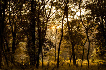 sunset in the forest