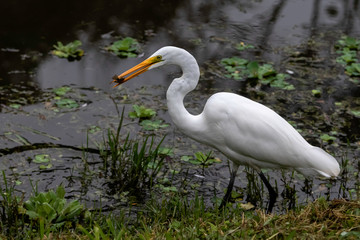 Great egret with a fish in its beak