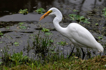Great egret with a fish in its beak
