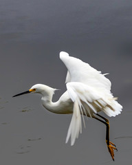 Snowy egret flying over a pond