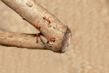 Close up crowd red ant on brown stick tree in nature at thailand