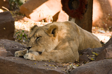 Naklejka na ściany i meble The female lion is relaxation on the rock.