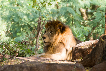 The male lion is relaxation on the rock.