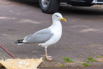 Obraz premium seagull on road