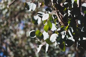 branch of tree in spring