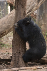 Asiatic black bear, Live in the forest with abundant and cool weather,In East Asia.