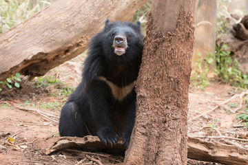 Asiatic black bear, Live in the forest with abundant and cool weather,In East Asia.