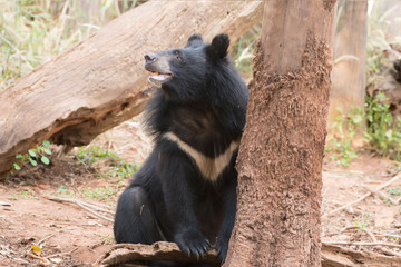 Fototapeta na wymiar Asiatic black bear, Live in the forest with abundant and cool weather,In East Asia.