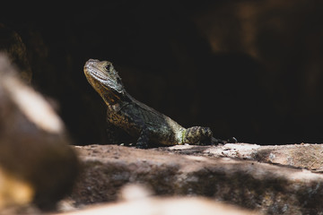lizard on rock