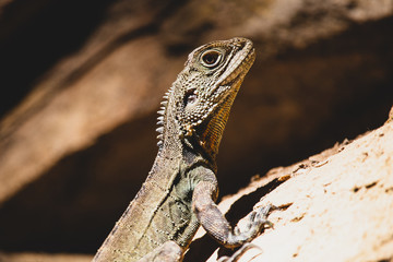 lizard on rock