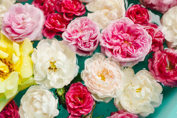 stunning floral texture of colorful roses in water on blue background